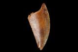 Serrated, Raptor Tooth - Real Dinosaur Tooth #139358-1
